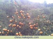 南丰蜜桔 橘香千年，甜蜜一方
