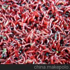 天津市宝坻区兴超百货商店鲜红虫供应与代理加盟指南