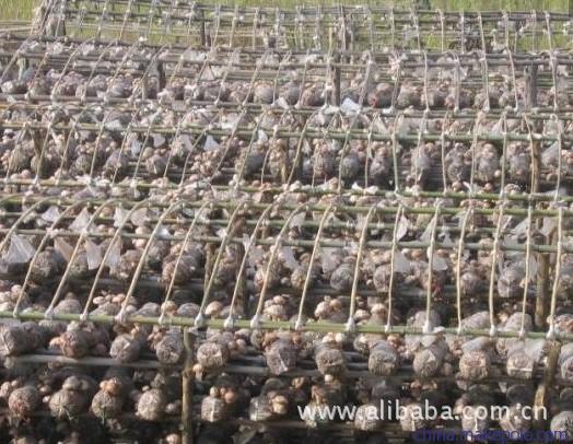 探访随州最大香菇脚加工厂 草林生态农产品的匠心之路